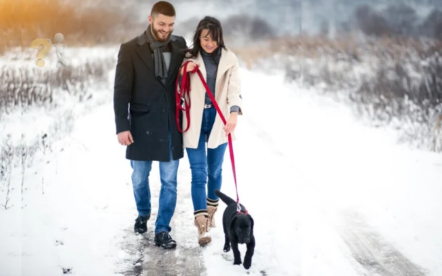 Winter for Pet Owners